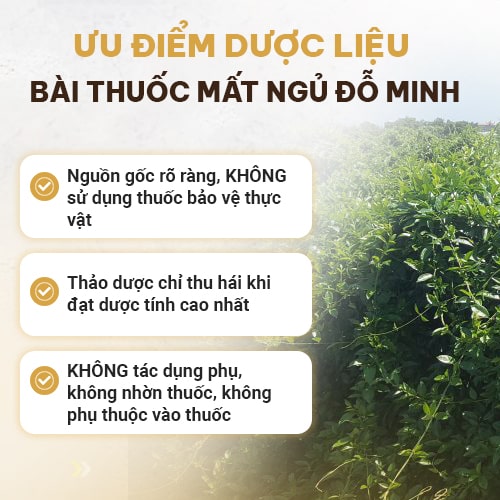 Dược liệu bài thuốc Mất ngủ Đỗ Minh